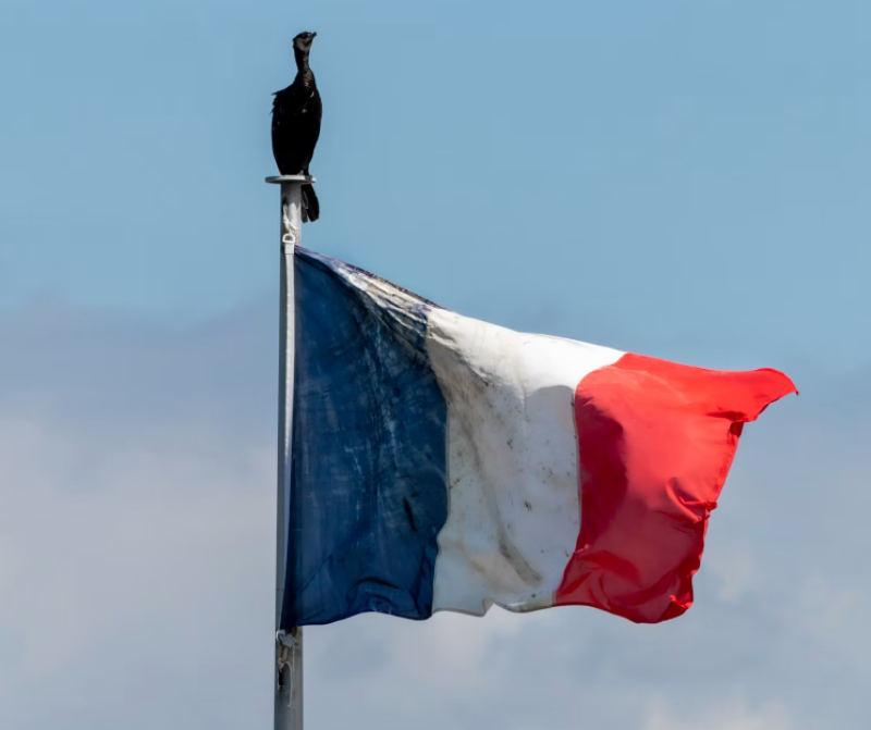 Drapeau français dégradé, un cormoran s’est posé au-dessus